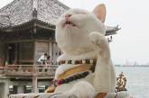 Уникальный кошачий храм, работающий в Японии. ФОТО