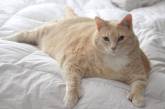 Самый толстый кот в мире изменился до неузнаваемости, когда попал в новую семью. ФОТО