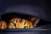 Кот-безбилетник забрался в сумку к хозяевам — его обнаружили в аэропорту
