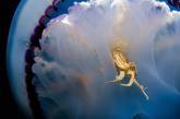 Медузы во всей красе от испанского фотографа. ФОТО