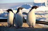 Украинские ученые изучают изменения климата с помощью пингвинов. ВИДЕО