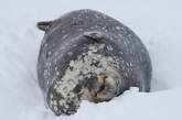 Украинские полярники показали фото милых новорожденных тюленят. ФОТО