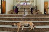Бразильский священник помогает бездомным собакам. ФОТО