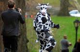 Полиция поймала похитителя костюмов коров