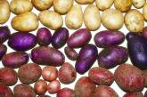 Беларусы вывели разноцветный картофель 