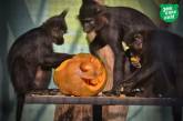 В Киевском зоопарке звери празднуют Хеллоуин. ФОТО