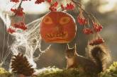 Забавные снимки белок к Хэллоуину. ФОТО