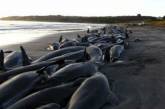Сотни дельфинов выбросились на побережье США