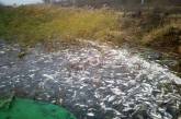 На Херсонщине в Днепре зафиксировали массовый мор рыбы. ФОТО