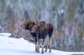 Снимки диких животных Канады от Симоны Генрих. ФОТО