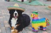 Вакансия мечты: пес из Колорадо ищет личного дворецкого. ФОТО