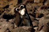 В Австралии однополая пара пингвинов усыновила второе яйцо. ФОТО
