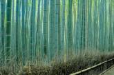 Самый красивый бамбуковый лес Сагано в Киото. Фото