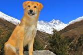 Найденный на свалке пес побывал на Эвересте 