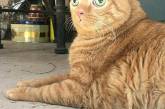 Потейто — кот, который стал звездой благодаря своим глазам. ФОТО