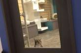 Свободолюбивого кота посадили в одиночную камеру за то, что выпускает на волю других кошек приюта. ВИДЕО