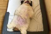 Собака прославилась в сети благодаря необычной позе, в которой спит. ФОТО