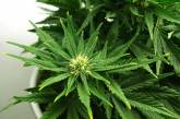 В доме престарелых «Вечно молодые» нашли марихуану