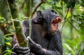 Как шимпанзе объявили войну людям в Уганде. ФОТО