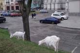 В центре Киева под министерством паслись козы. ФОТО