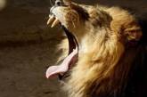В США лев загрыз львицу на глазах у посетителей 