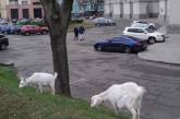 В Киеве заметили пасущихся коз у здания МИДа. ФОТО