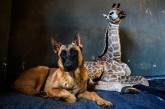 Дружба жирафенка и сторожевого пса в приюте для животных. ФОТО