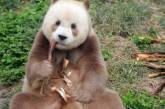 Так выглядит единственная в мире коричневая панда, содержащаяся в неволе. ФОТО