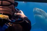 Британский фотограф делает невероятные снимки акул. ФОТО