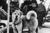 Редкие фотографии Хатико, самого преданного пса в мире. ФОТО