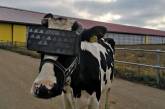 На России обсуждают коров в очках виртуальной реальности. ФОТО