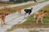 Настоящая банда: козел возглавил стаю собак на Днепропетровщине. ФОТО