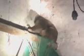 В Китае пожарным с 8-й попытки удалось поймать обезьяну-воровку. ВИДЕО