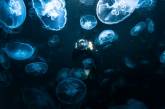 Удивительные снимки фридайверов в океане с медузами. ФОТО