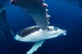 Плавание с величественными горбатыми китами. ФОТО