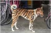 Фермер покрасил свою собаку «под тигра» – чтобы отпугивать обезьян. ФОТО