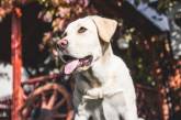 В Британии собака помогла хозяйке вызвать «скорую»
