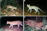 В Бразилии обнаружили неизвестный вид диких кошек