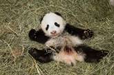 Венский зоопарк назвал детеныша панды Счастливым Леопардом