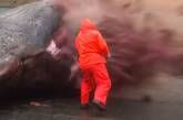 На Фарерских островах взорвался мертвый кит