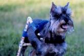 Пропавшая собака-инвалид воссоединилась с хозяйкой благодаря журналистам