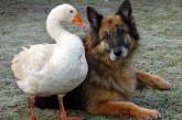 Дружба с гусыней спасла немецкую овчарку от усыпления