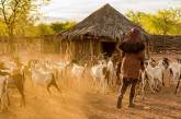 Мужчины племени Химба со стадом ушли из-за засухи. ФОТО