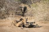 Храбрая слониха защитила своего детеныша от голодных львиц. ФОТО