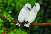 Самые редкие виды птиц в мире. ФОТО