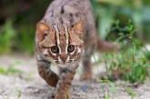 Ржавый кот — самый маленький дикий хищник в мире. ФОТО