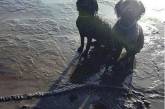 Собака откопала на пляже останки динозавра. ФОТО