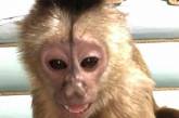 В сети смеются над обезьяной, которая научилась делать селфи. ФОТО