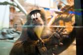 Мандрилы заставили сотрудников зоопарка говорить по-немецки