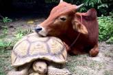 Трогательная дружба коровы и черепахи. ФОТО